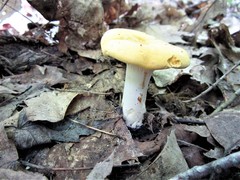 Cantharellus phasmatis