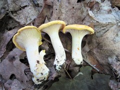 Cantharellus phasmatis