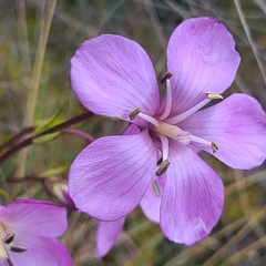Gentianella