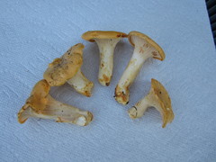 Cantharellus phasmatis