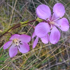 Gentianella