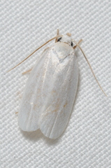 Antaeotricha albulella