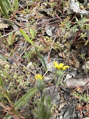 Madia citriodora