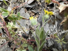 Madia citriodora