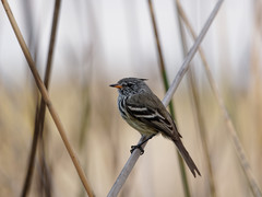 Anairetes flavirostris