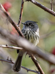 Anairetes parulus