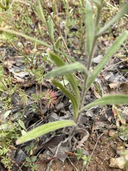 Madia citriodora