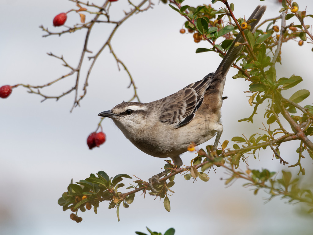 Chalk-browed Mockingbird photo