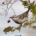 Chalk-browed Mockingbird - Photo (c) Quentin Vandemoortele, some rights reserved (CC BY-NC), uploaded by Quentin Vandemoortele
