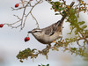Chalk-browed Mockingbird - Photo (c) Quentin Vandemoortele, some rights reserved (CC BY-NC), uploaded by Quentin Vandemoortele