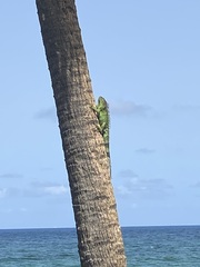 Iguana iguana