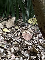 Leiocephalus carinatus