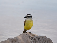 Pitangus sulphuratus