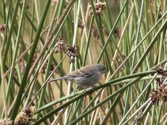 Catamenia analis