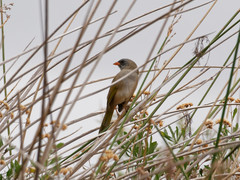 Embernagra platensis