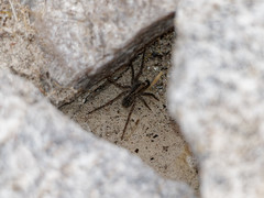 Lycosinae