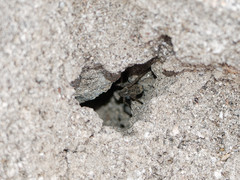 Lycosinae