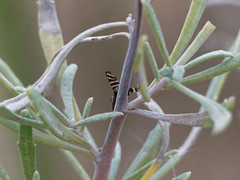 Pterotaenia