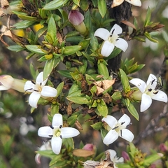 Arcytophyllum thymifolium