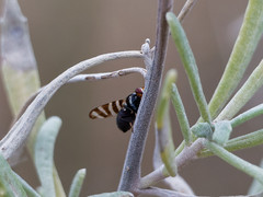 Pterotaenia