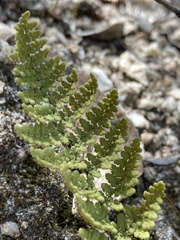 Myriopteris fendleri