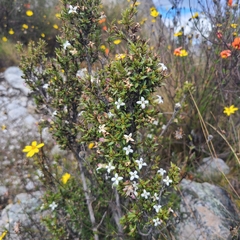 Arcytophyllum thymifolium