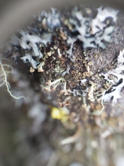 Cladonia botrytes