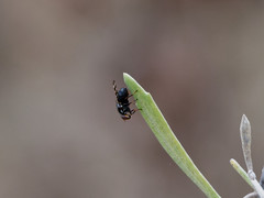 Pterotaenia