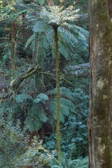 Cyathea cunninghamii