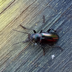 Tarpela micans