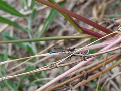 Oxyagrion ablutum