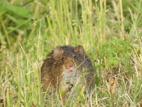 Hispid Cotton Rat
