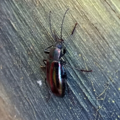 Tarpela micans