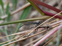 Oxyagrion ablutum