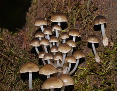 Mycena tuvara