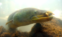 Anguilla megastoma