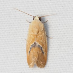 Ponometia venustula