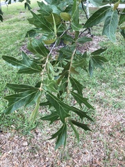 Quercus × ashei