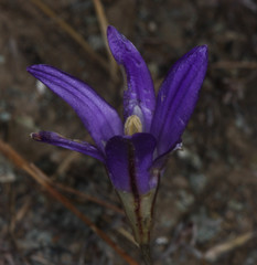 Brodiaea elegans elegans