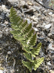 Myriopteris fendleri