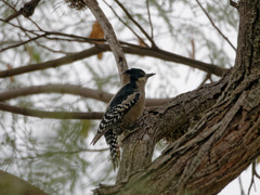 Melanerpes cactorum