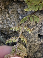 Myriopteris fendleri