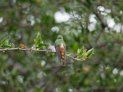 Sappho sparganurus
