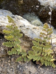 Myriopteris fendleri