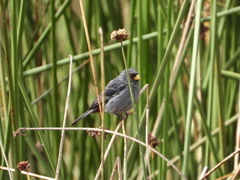 Catamenia analis