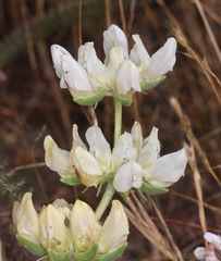 Lupinus densiflorus