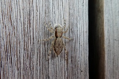 Menemerus bivittatus