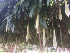 Wisteria floribunda