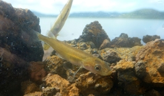 Galaxias photo 2