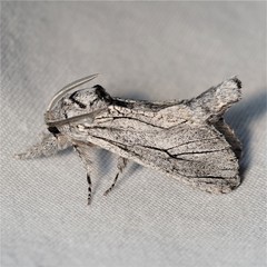 Inguromorpha itzalana